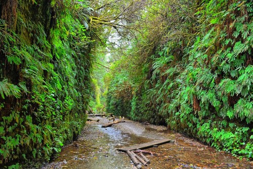 A lush green canyon with ferns lining the walls and a small stream flowing through the center.