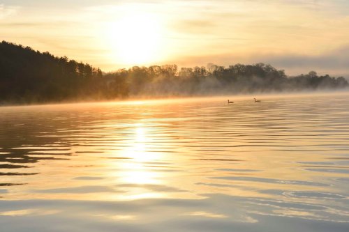 A serene sunrise over a misty lake, with gentle ripples and two swans gliding through the water.