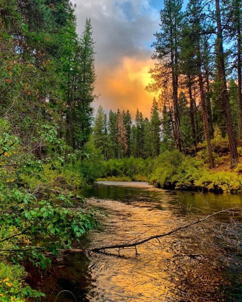 A serene river flows through a forest, reflecting orange and yellow hues from the sunset among tall pine trees.
