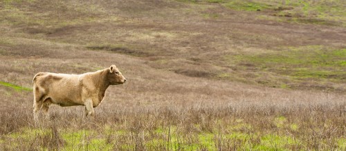 A brown cow stands in a grassy field with rolling hills in the background.
