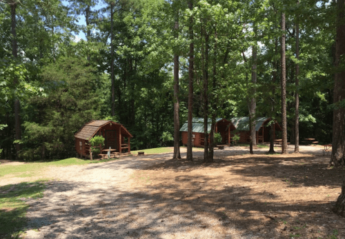Three rustic cabins nestled among tall trees in a wooded area, with picnic tables nearby on a gravel path.