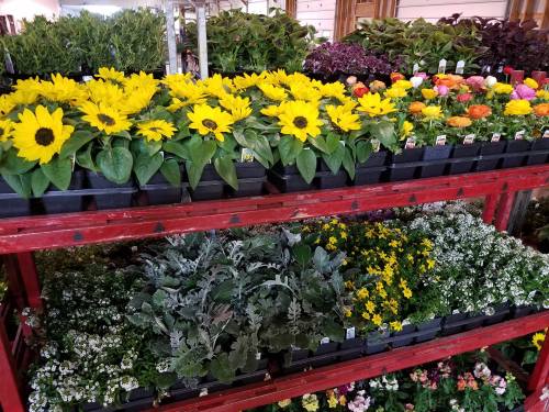 A display of vibrant flowers, including sunflowers and various colorful plants, arranged on wooden shelves.