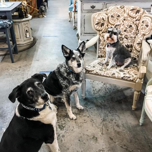 Two dogs sit on a floor in a vintage shop, while a third dog relaxes on a patterned chair nearby.
