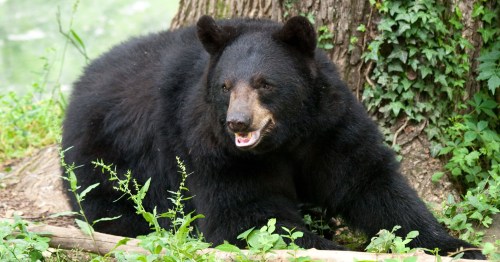 A black bear resting on the ground near a tree, surrounded by greenery.