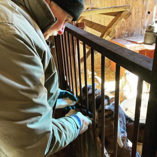 A person in a jacket and gloves feeds a goat through a barn gate, with other goats visible in the background.
