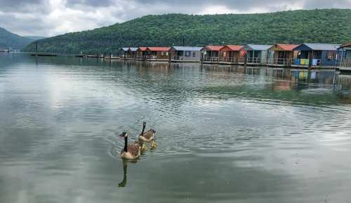 Two ducks swim in a calm lake near colorful houseboats, surrounded by lush green hills under a cloudy sky.