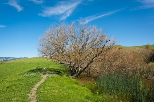 A bare tree beside a calm waterway, with green grass and rolling hills under a clear blue sky.