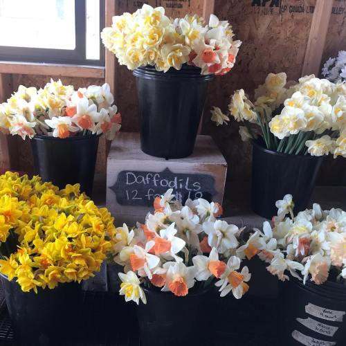 Baskets of colorful daffodils in a shed, labeled with prices, showcasing yellow and white blooms.