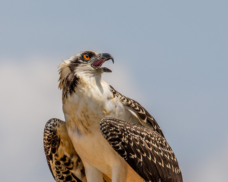 Go Hiking With Ospreys In Iowa At Colfax Quarry Springs Park