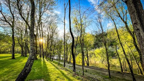 Sunlight filters through trees along a riverbank, illuminating fresh green leaves and a serene landscape.