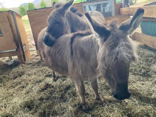 Two fluffy donkeys standing in a barn, surrounded by straw and wooden structures.