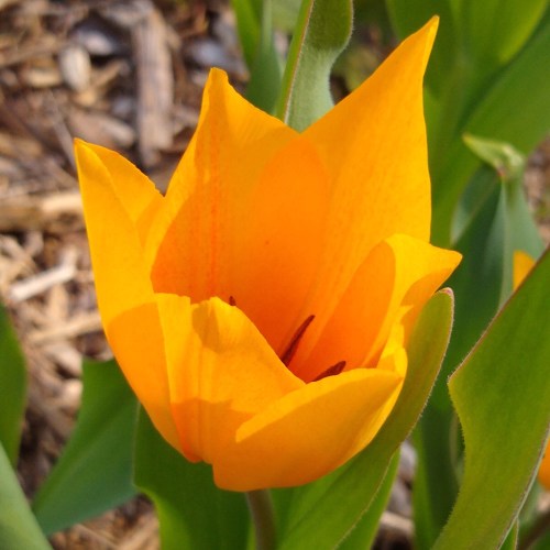 A vibrant orange tulip blooms among green leaves in a garden setting.