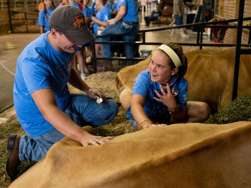 A young girl and a man interact while petting a cow in a barn, surrounded by other people in blue shirts.