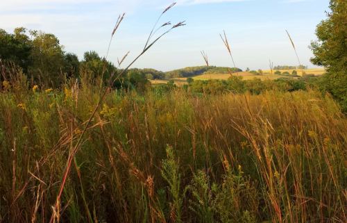 A serene landscape featuring tall grasses and wildflowers, with rolling hills and trees in the background under a clear sky.