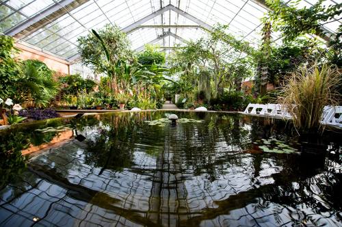 A lush greenhouse with tropical plants, a tranquil pond, and reflections on the water's surface.