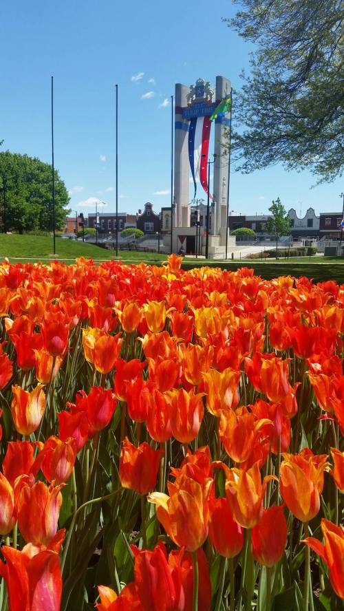 Vibrant orange tulips in the foreground with a monument and flags in the background under a clear blue sky.