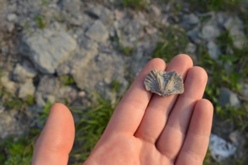 A hand holding a small, fossilized shell against a background of gravel and grass.