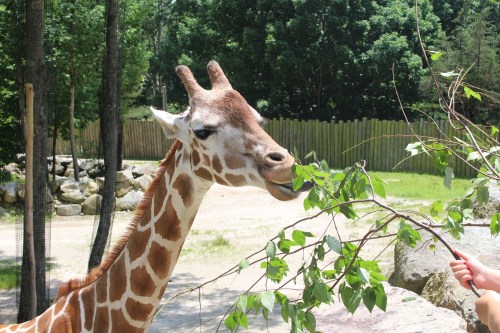 A giraffe eating leaves from a branch, surrounded by greenery and a rocky landscape.