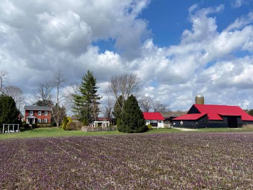 A scenic farm with a red barn, house, and purple flower field under a partly cloudy sky.