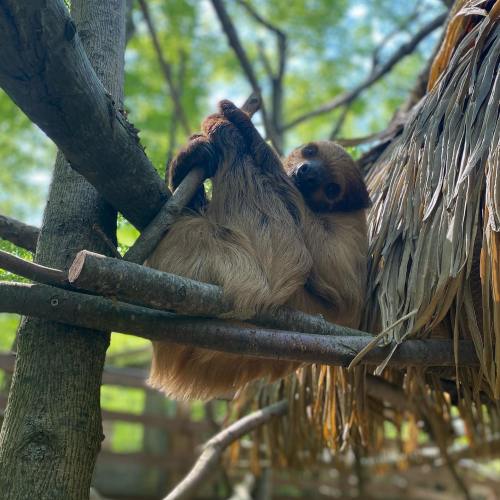 A sloth lounging on a branch, surrounded by greenery and a thatched roof, enjoying a sunny day.