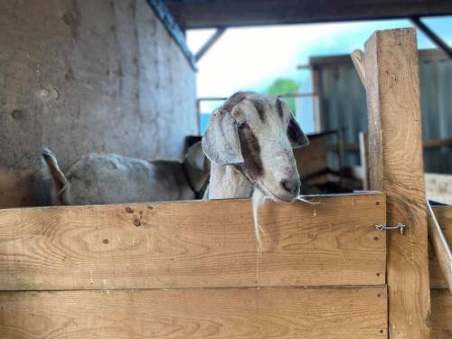 A goat with long ears peeks over a wooden fence in a barn, surrounded by rustic wooden walls.