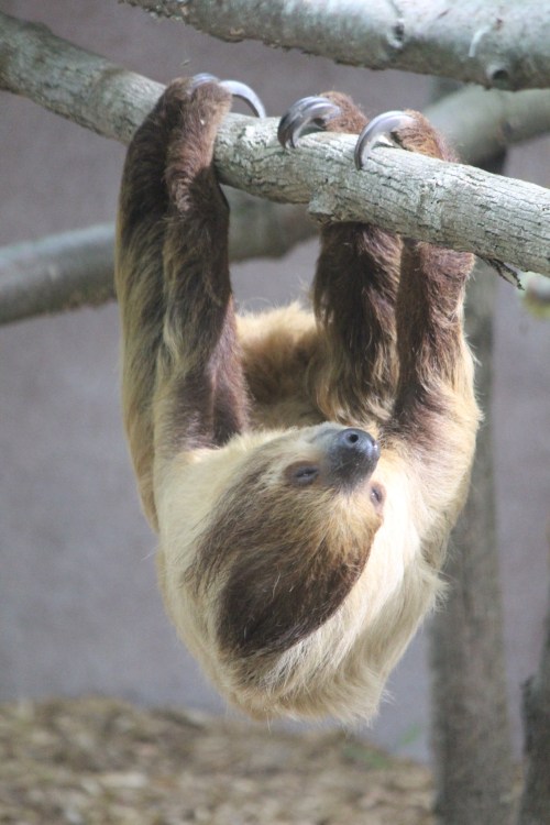 A sloth hanging upside down from a branch, with its long claws gripping the wood.