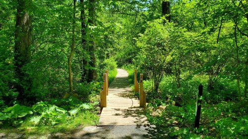 A wooden bridge leads into a lush, green forest path surrounded by vibrant foliage.