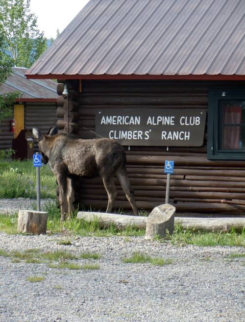 A moose stands near a log cabin with a sign reading "American Alpine Club Climbers' Ranch."