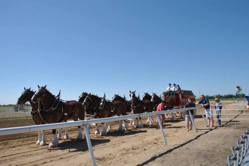 A team of draft horses hitched to a wagon, with people nearby in a sunny outdoor setting.