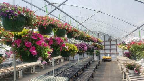 A greenhouse filled with vibrant hanging flower baskets in various colors, with empty benches for planting.