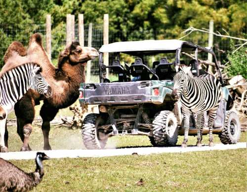 A camouflaged vehicle surrounded by camels, zebras, and emus in a grassy area.