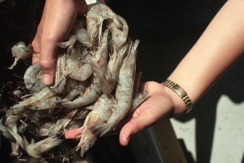 A person holding a large handful of raw shrimp, showcasing their translucent bodies and long antennae.