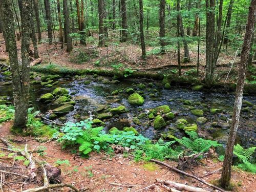 A serene forest scene featuring a mossy stream surrounded by lush greenery and trees.
