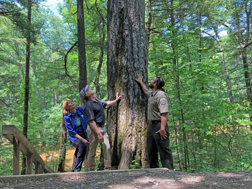 Three people admire a large tree in a lush forest, standing on a wooden path surrounded by greenery.