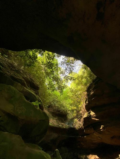 View from inside a cave, looking up at lush greenery and sunlight filtering through the rock formations above.