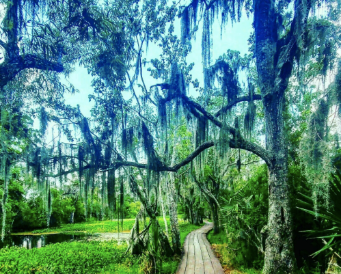 A wooden path winds through a lush, green forest with hanging moss and trees, leading to a serene water view.