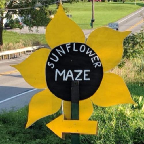 A bright yellow sunflower sign with "Sunflower Maze" in the center, pointing left along a rural road.