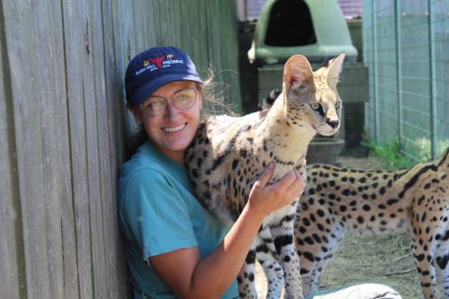 A smiling woman in a blue shirt and cap holds a spotted serval cat in a fenced area with another serval nearby.