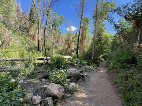 A dirt path winds through a lush green forest with trees and rocks under a clear blue sky.