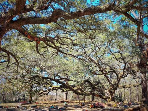 A large, sprawling oak tree casts shade over a cemetery with gravestones and colorful flowers beneath its branches.