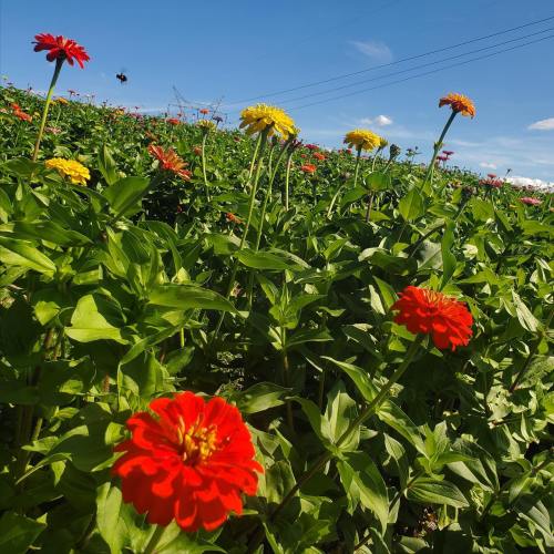 A vibrant field of colorful flowers, including red, yellow, and orange blooms, under a clear blue sky.