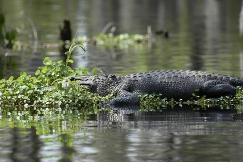 A crocodile resting on floating vegetation in a calm, reflective water body surrounded by greenery.