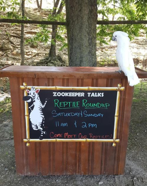 A wooden sign for a reptile event featuring a cartoon zebra and a white bird perched on top.