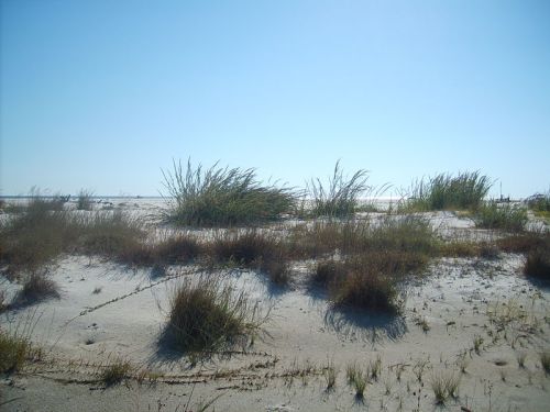 A sandy beach landscape with sparse grass and plants under a clear blue sky.