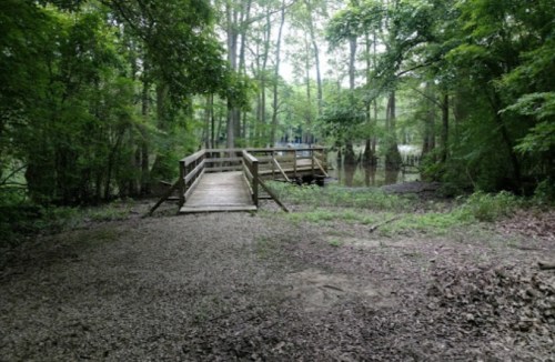 A wooden bridge leads to a dock in a lush, green forested area near a calm body of water.