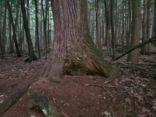 A large tree trunk with textured bark in a dense forest, surrounded by fallen leaves and smaller trees.