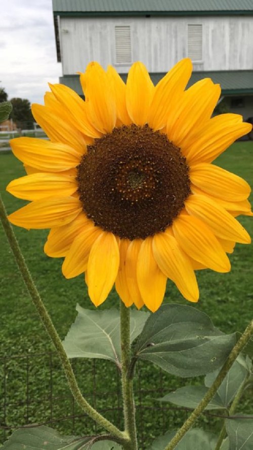 A vibrant sunflower with bright yellow petals and a dark brown center, set against a green background.