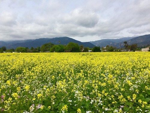 A vibrant field of yellow flowers stretches towards mountains under a cloudy sky. Green trees dot the landscape.