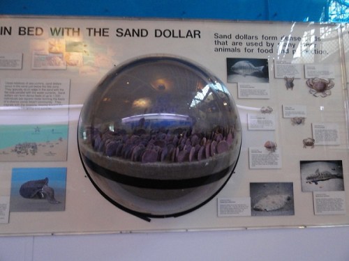 Display case featuring a sand dollar habitat, with informational text and images about sand dollars and their ecosystem.