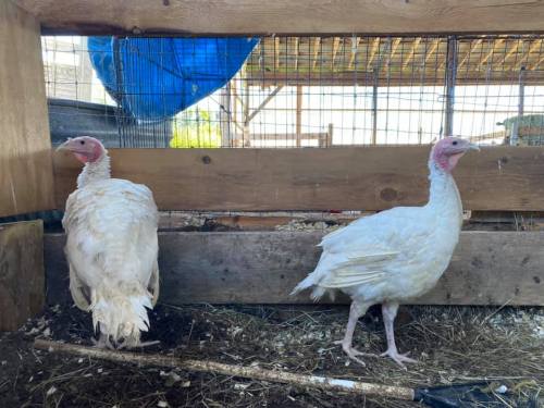 Two white turkeys standing in a wooden enclosure with straw on the ground and a blue tarp overhead.